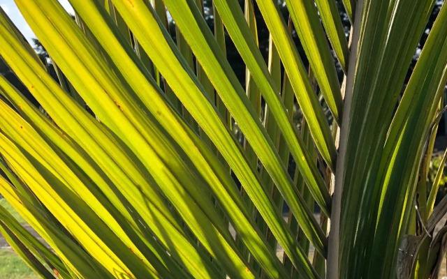 Nikau’s on Palmer