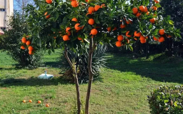 Zeusplace Georgia Blue