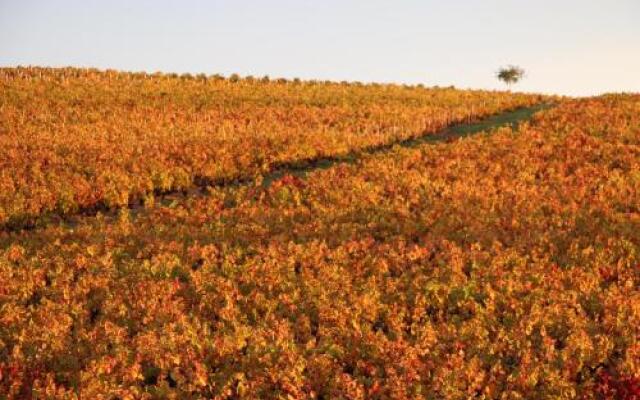 Les Glycines - Domaine Gilles Coperet