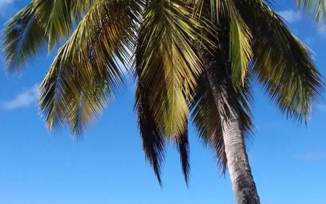 Palm View