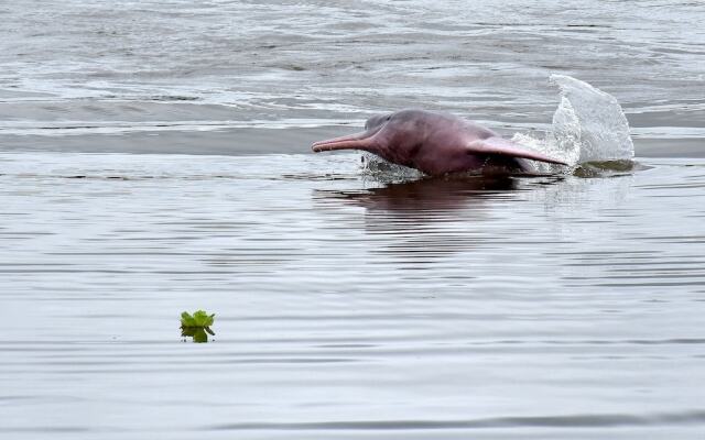 Yaku Amazon Lodge & Expeditions