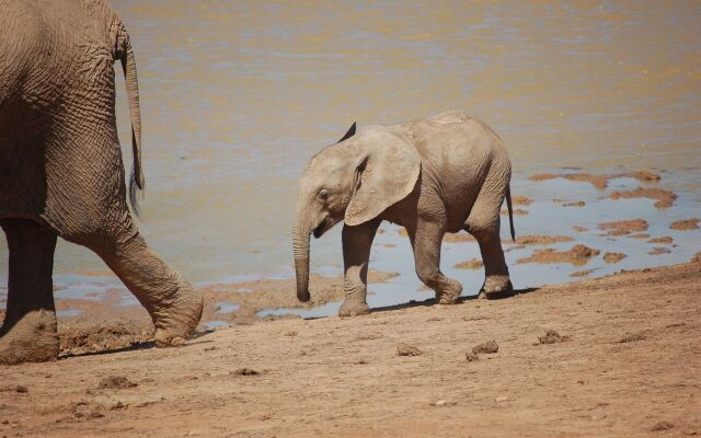 Gorah Elephant Camp