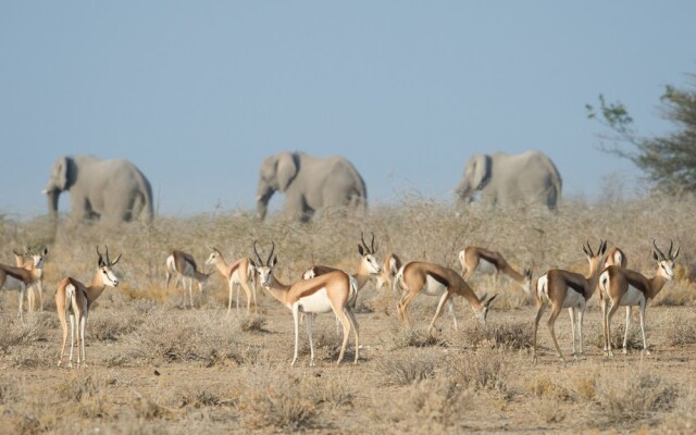 Safarihoek Lodge