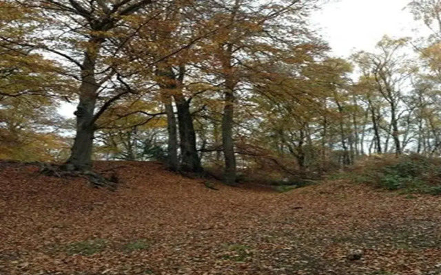 Auplands