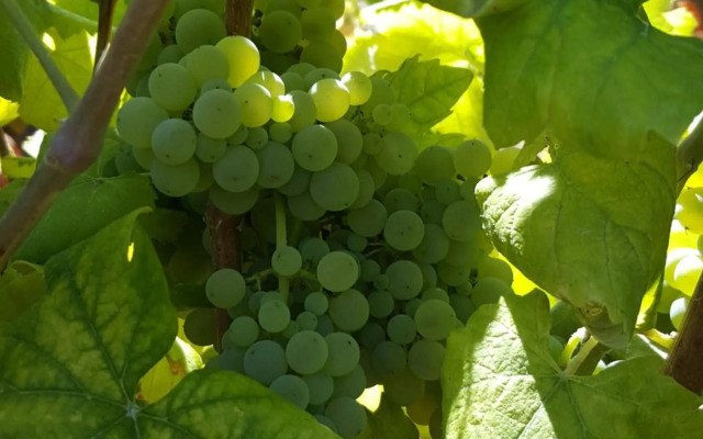 Quinta Do Acipreste (Antiga Quinta Da Torre)