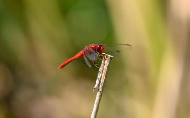 Danube Delta Hostel Homestay