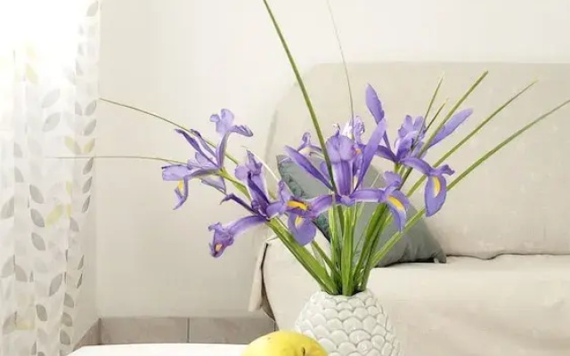 Apartments Franica