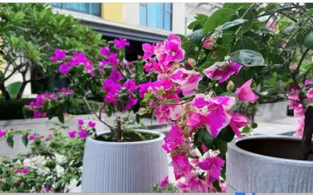Xishe No.1 Homestay