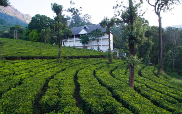 Tea Harvester Munnar