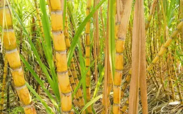 Shenzhen Jinlouwan Guesthouse