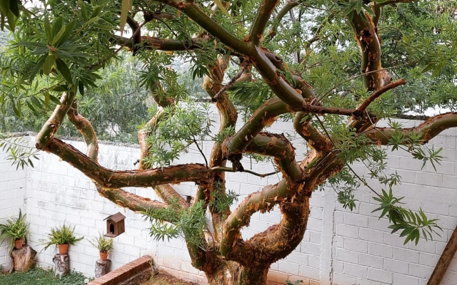 Casa Estela y Virgilio B&B