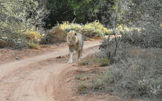 Gondwana Family Lodge