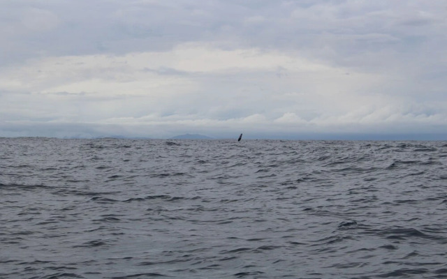 Posada Los Delfines