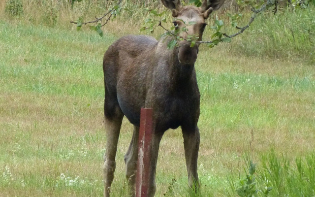 STF Långasjö Vandrarhem