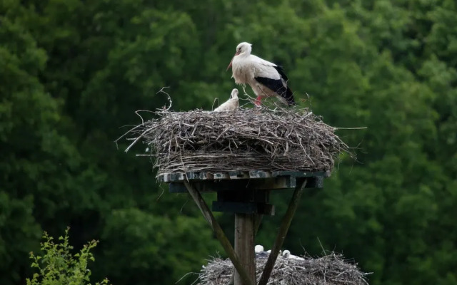 Cozy Chalet in a Natural Environment