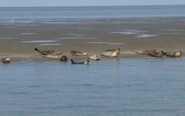 Apartment With Dunes View of Petten