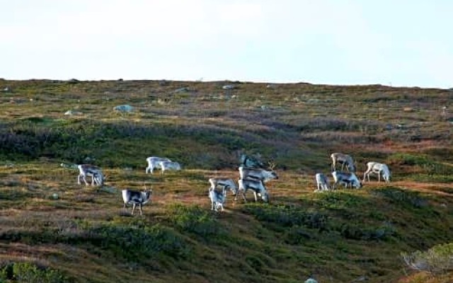 Tunturihotelli Vuontispirtti