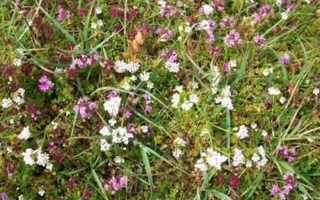 Clifden Eco Beach Camping  Caravanning Park