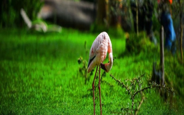 Crater Lake Tented Camp & Game Sanctuary