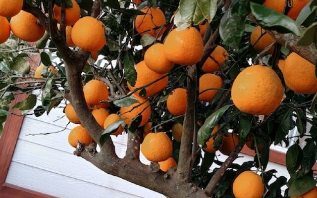 Evergreen House Pension