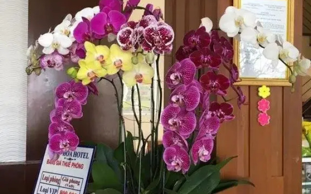 Tin Hoa Hotel 1