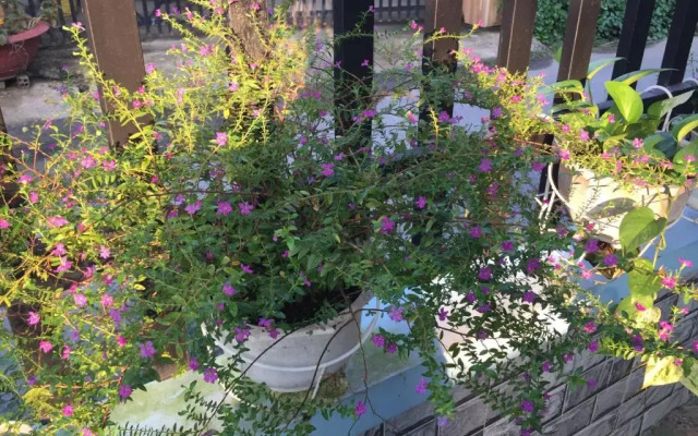 Hòang Hôn Homestay