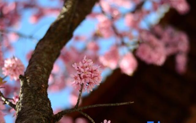 Mu,Spring