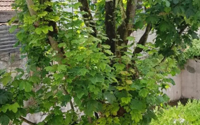 Studio de 12m² agréable calme proche CHU