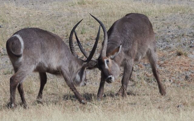 Gabus Game Ranch