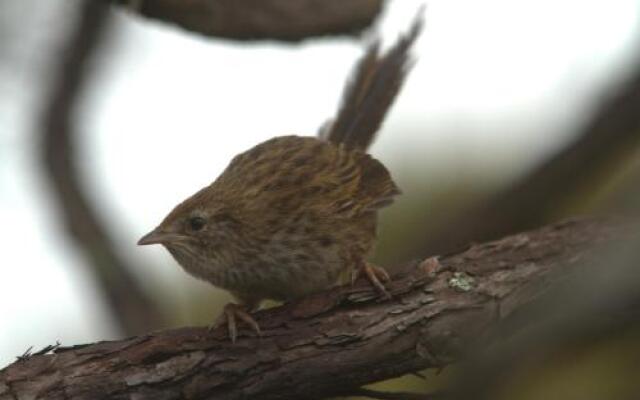 Bushy Point Fernbirds B&B