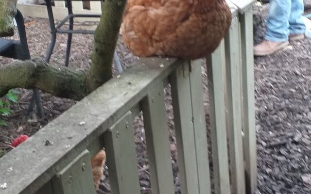 Jesmond Vegan B&B