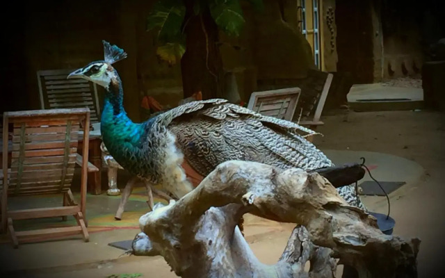 Humbhaha Jungle Nature Eco Resort