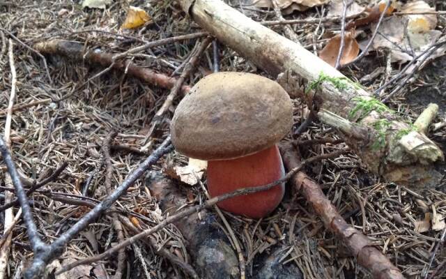 Kraeuterhof-Ferienwohnung