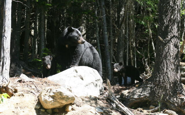 Wells Gray Guest Ranch