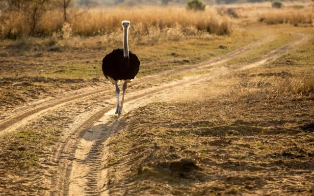 Sondela Nature Reserve & Spa Moselesele Tents