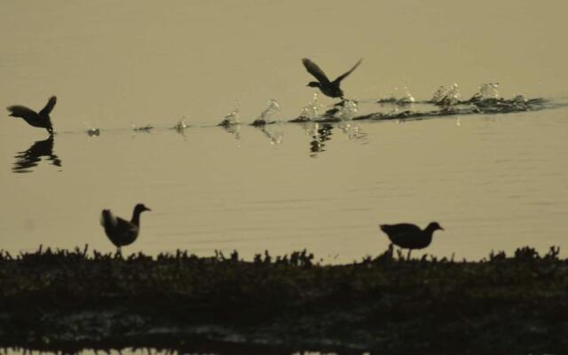 Waterbirds Family