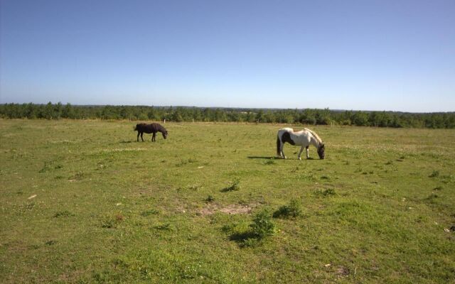 Stutteri Skandi Hest
