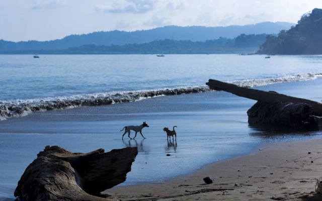 Room-private Family Bungalow