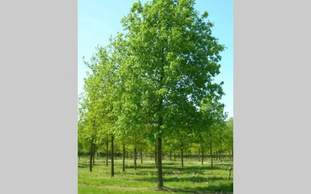 Nieuw: Kom in de Bedstee Uniek!