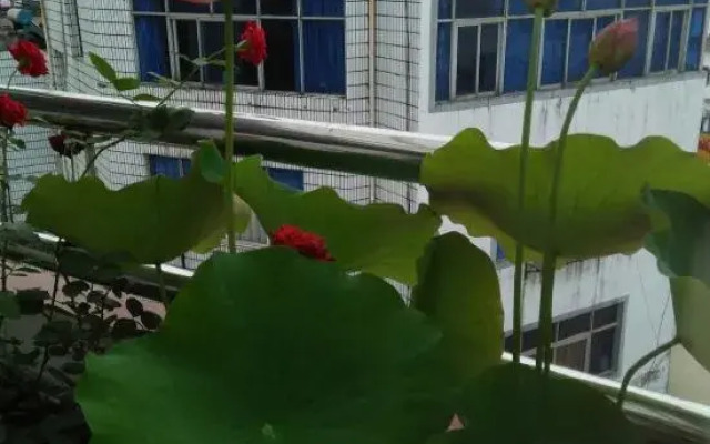 Qinghua Farm House