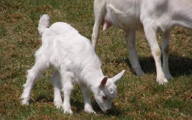 Słoneczna Zagroda - Sunny Ridge Farm