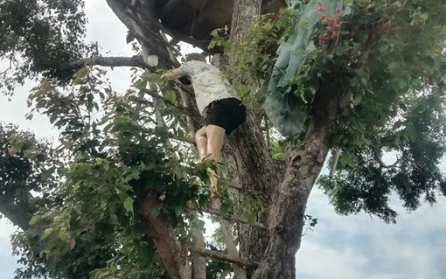 Peafowl Tree Lodge
