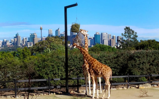 Poolside Stay - Close To Taronga Zoo & Luna Park