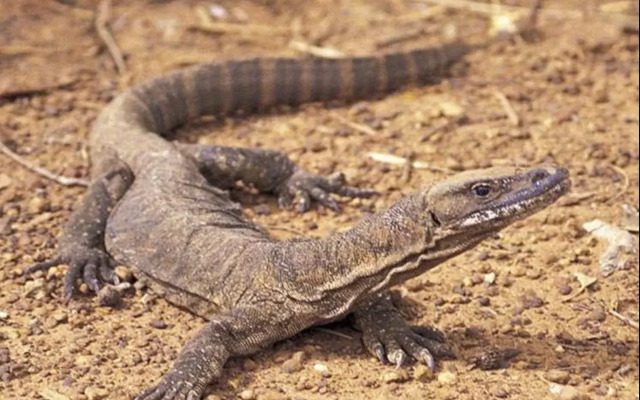 Sea Dragon Kangaroo Island