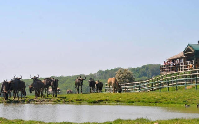 Bear Lodge - Glamping