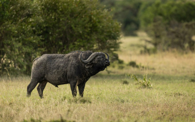 The Ritz-Carlton, Masai Mara Safari Camp