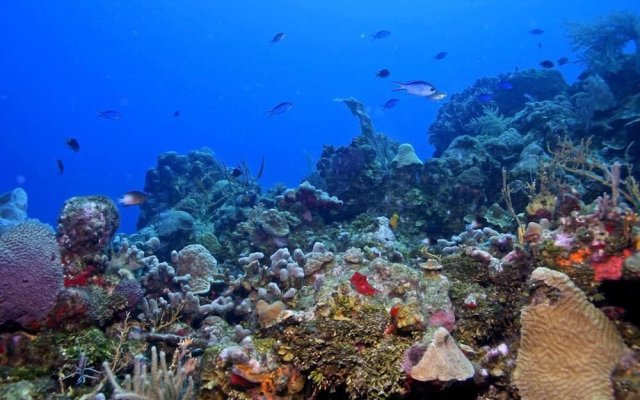 Coral Vista 4