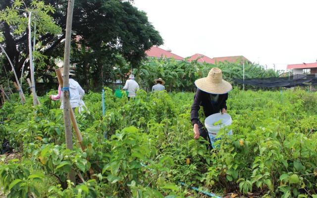 Racha Herb Gardens