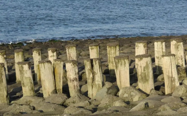 Pet-friendly Escape by the Sea