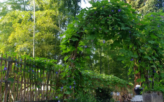 Om Yoga Resort
